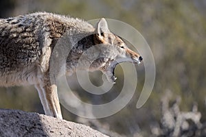 Coyote