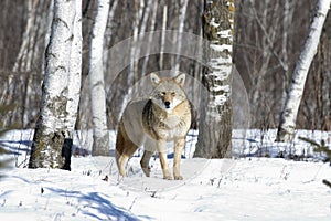 Coyote photo