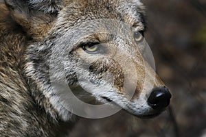 Coyote photo