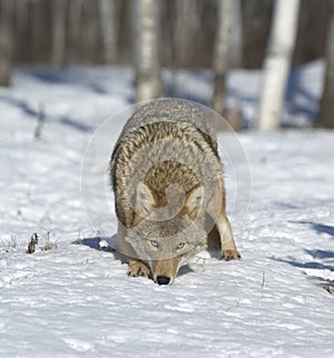 Coyote