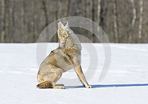 Coyote photo