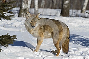 Coyote photo