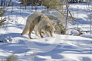 Coyote