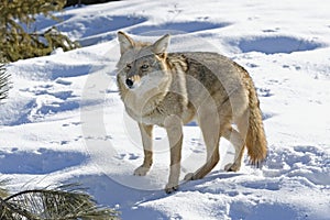 Coyote