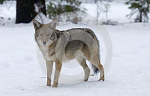 Coyote 8 photo