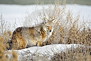 Coyote