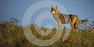 Coyote