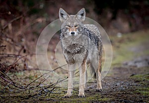 Coyote