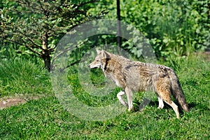 Coyote