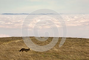 Coyote above the clouds