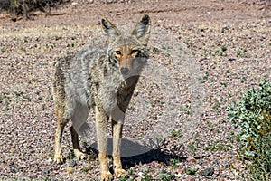 Coyote alongside the road in Death Valley