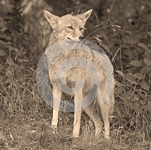 The coyote, also known as the American jacka