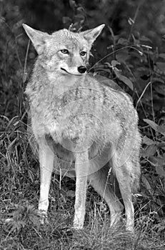 The coyote, also known as the American jacka