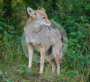 The coyote, also known as the American jacka