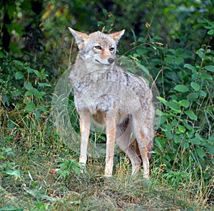 The coyote, also known as the American jacka