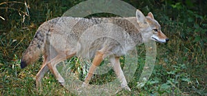 The coyote, also known as the American jacka