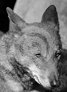 The coyote, also known as the American jackal,