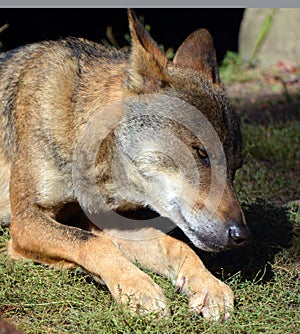 The coyote, also known as the American jackal,