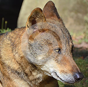 The coyote, also known as the American jackal,