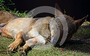 The coyote, also known as the American jackal,