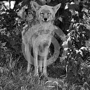 The coyote, also known as the American jackal