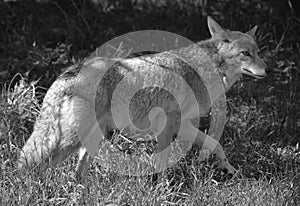 The coyote, also known as the American jackal,