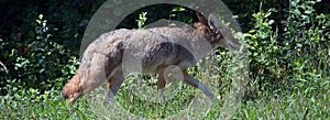 The coyote, also known as the American jackal,