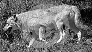 The coyote, also known as the American jackal,