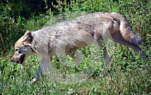 The coyote, also known as the American jackal,