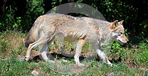 The coyote, also known as the American jackal,