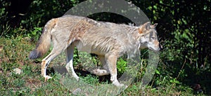 The coyote, also known as the American jackal,