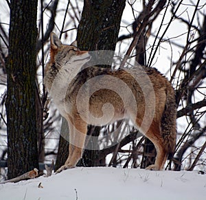 The coyote, also known as the American jackal,