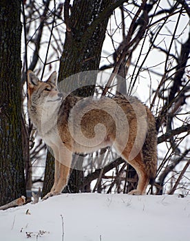 The coyote, also known as the American jackal,