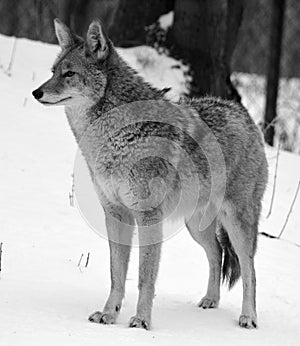 The coyote, also known as the American jackal,