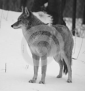 The coyote, also known as the American jackal,