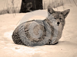 The coyote, also known as the American jackal, brush wolf,