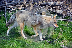 The coyote, also known as the American jackal, brush wolf,