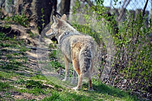 The coyote, also known as the American jackal, brush wolf,