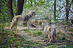 The coyote, also known as the American jackal, brush wolf,