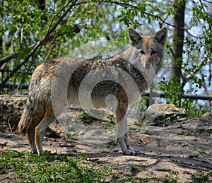 The coyote, also known as the American jackal, brush wolf,