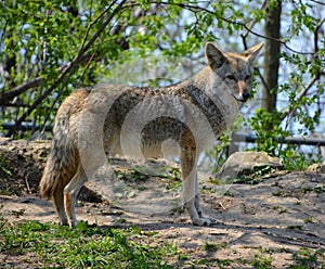 The coyote, also known as the American jackal, brush wolf,