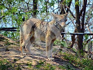 The coyote, also known as the American jackal, brush wolf,