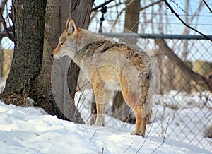 The coyote, also known as the American jackal, brush wolf, or the prairie wolf,