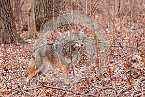 A Coyote in an Autumn Forest