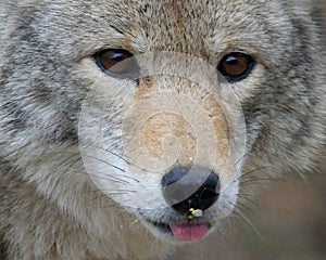 Coyote with Bird Seeds on Nose