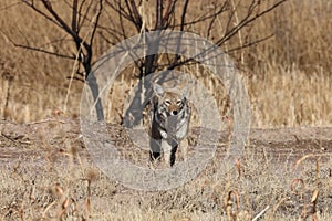Coyote in Bosque del Apache national wildlife refuge in New Mexico USA