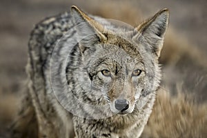 Coyote at Bosque del Apache NWR photo