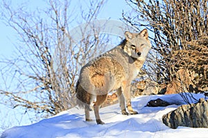 Coyote broadside photo