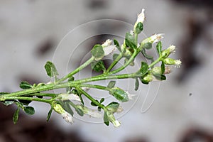 Coyote brush, Chaparral broom, Baccharis pilularis subsp. pilularis, female plant