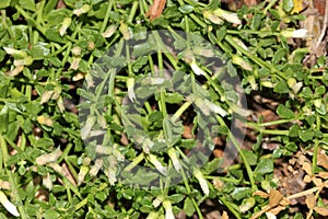 Coyote brush, Chaparral broom, Baccharis pilularis subsp. pilularis, female plant